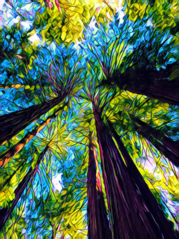 Aluminum Photo Panel - Redwoods - Looking Up - YOS-LOO