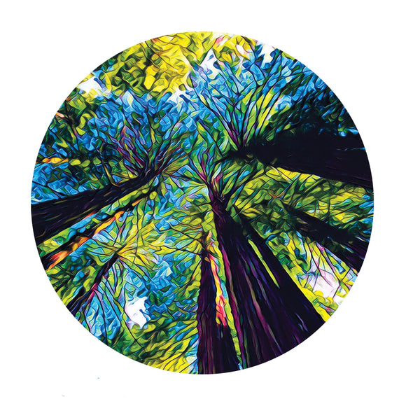 Redwoods - Looking Up - Sandstone Coaster
